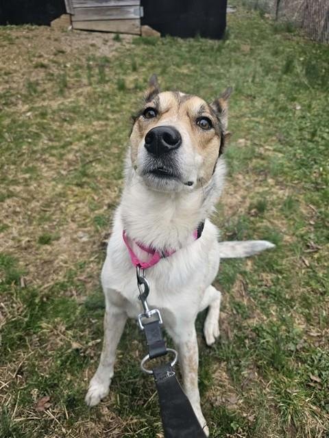 ELLIE - Australian Cattle Dog/Blue Heeler available for adoption