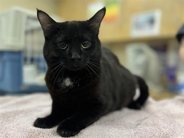 RHUBARB - Domestic Short Hair available for adoption