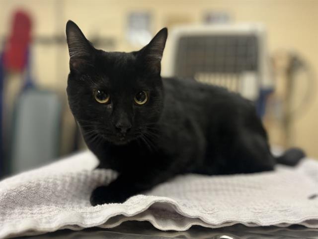 WALLY - Domestic Short Hair available for adoption