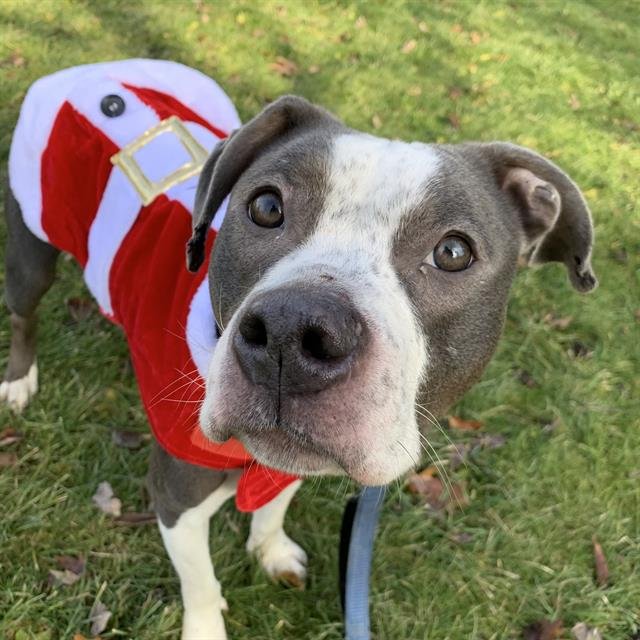 HONEY BUNS - Pit Bull Terrier available for adoption