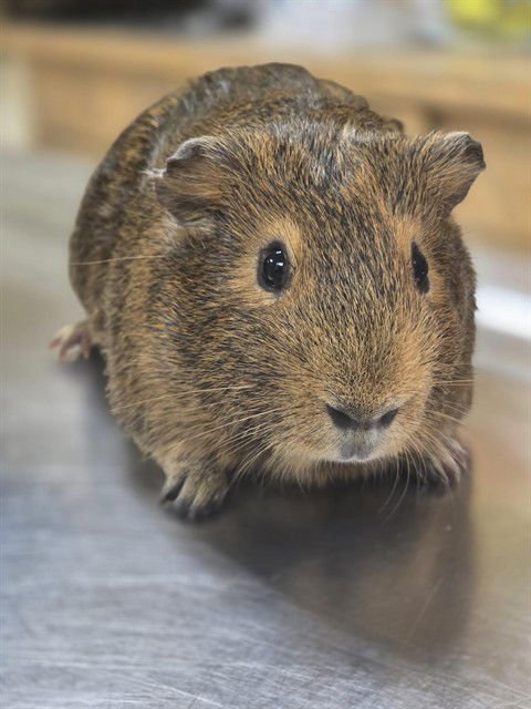 PIG LATIN - Guinea Pig available for adoption