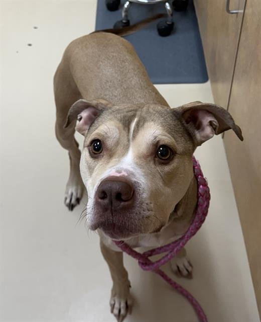 SPLASH - American Staffordshire Terrier available for adoption