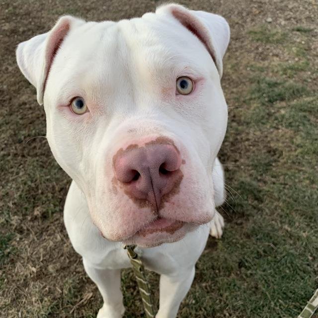 BRONX - American Bulldog available for adoption