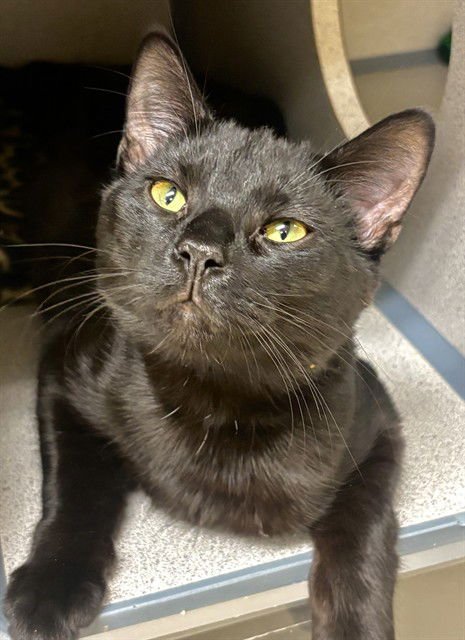 REMINGTON - Domestic Short Hair available for adoption