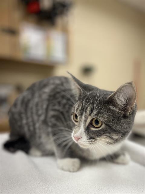 JUDD NELSON - Domestic Short Hair available for adoption