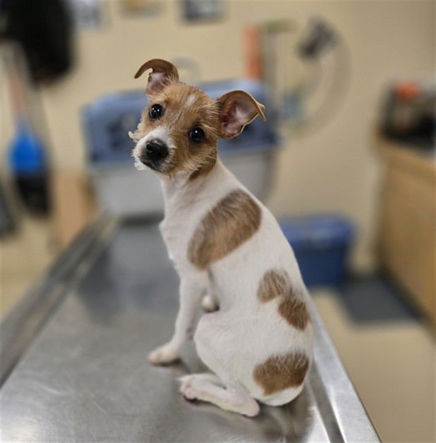 JINGLES - Chihuahua / Jack Russell Terrier (Parson Russell Terrier) available for adoption