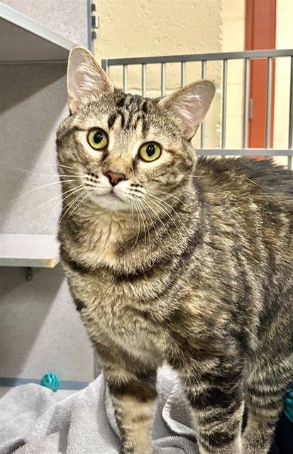 BELLE - Domestic Short Hair available for adoption