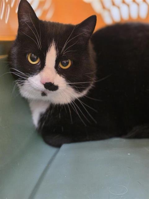 LILLIBETT - Domestic Short Hair available for adoption