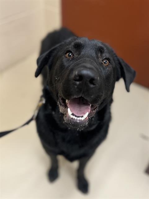 ARCHER - Labrador Retriever available for adoption