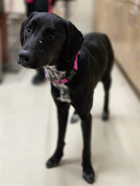 SAKURA - Pointer available for adoption