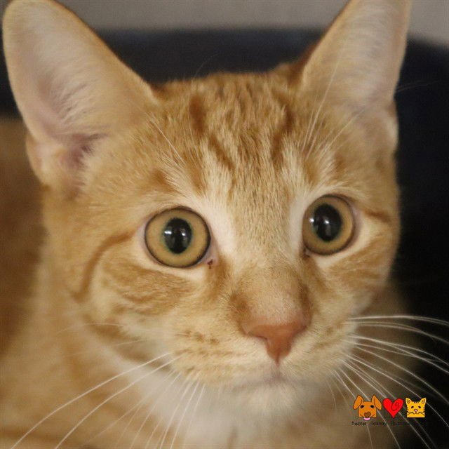 SPEEDY - Domestic Short Hair available for adoption