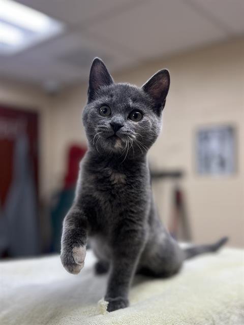 LILA - Domestic Short Hair available for adoption