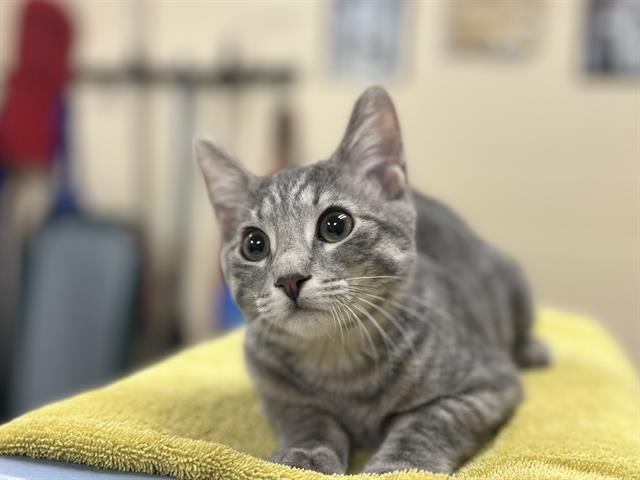 LUCAS - Domestic Short Hair available for adoption