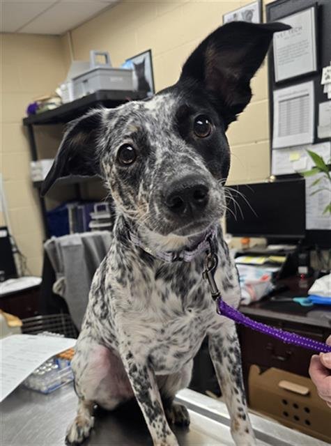 ICEE - Australian Cattle Dog/Blue Heeler available for adoption