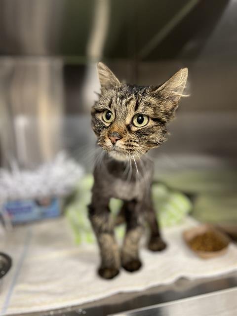 FERN GULLY - Domestic Long Hair available for adoption