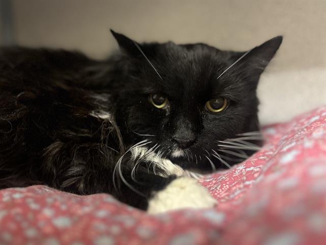 HERMIE - Domestic Long Hair available for adoption