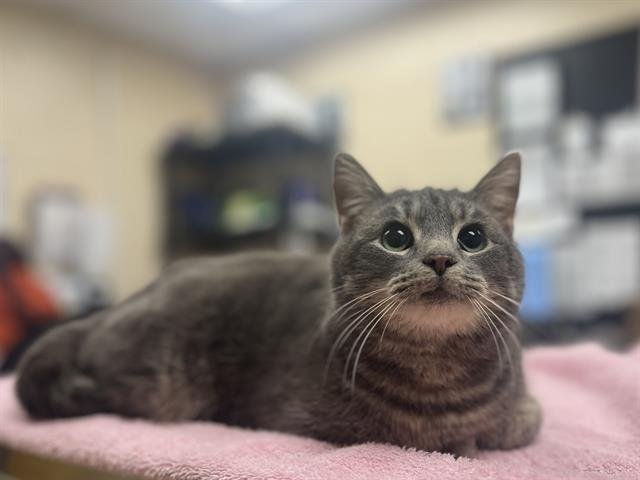 KITTY - Domestic Short Hair available for adoption