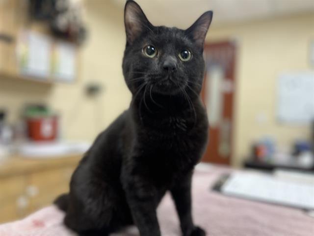 EVERYTHING BAGEL - Domestic Short Hair available for adoption