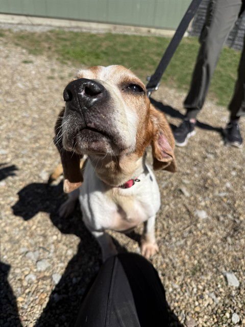LADY JANE - Beagle available for adoption