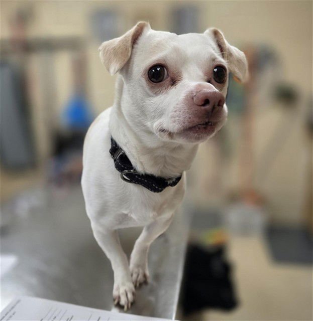 BUBBLES - Chihuahua available for adoption