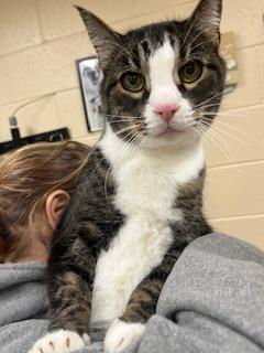 STARLIGHT - Domestic Short Hair available for adoption