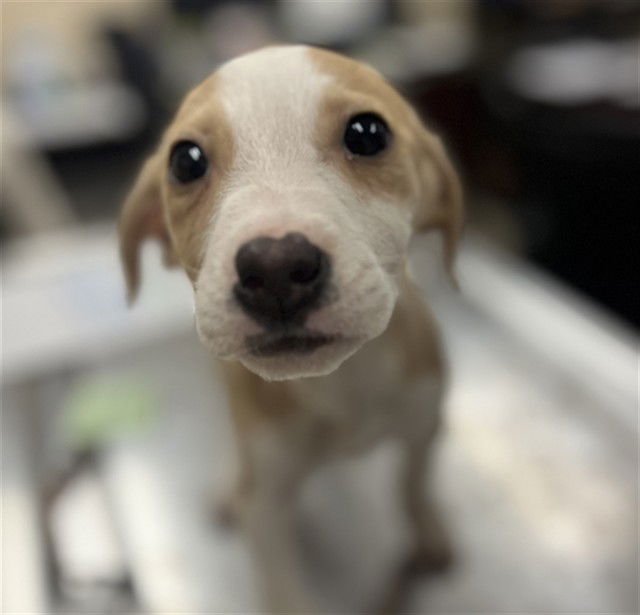RUBY - Beagle / Labrador Retriever available for adoption