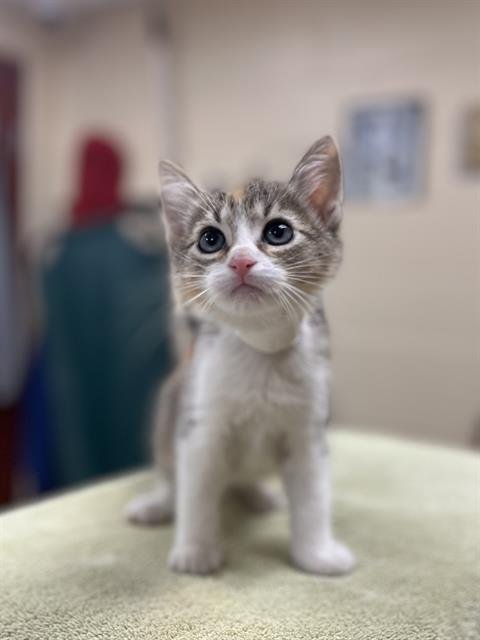 CAT NEXT DOOR - Domestic Short Hair available for adoption