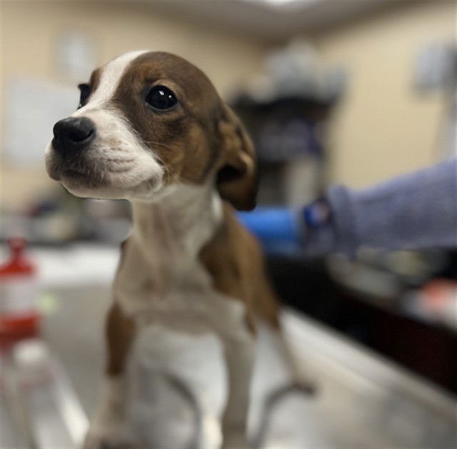 ANGEL - Beagle / Labrador Retriever available for adoption