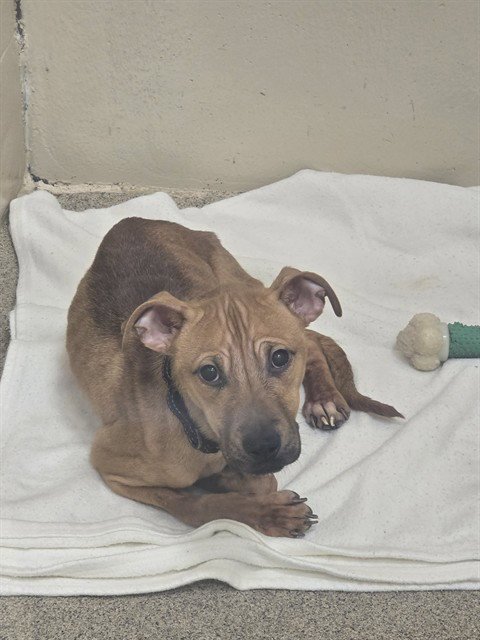 ROXANNE - German Shepherd Dog / Pit Bull Terrier available for adoption