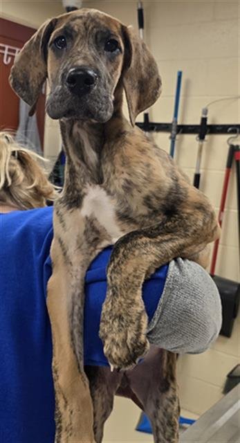 VIVIAN - Great Dane available for adoption