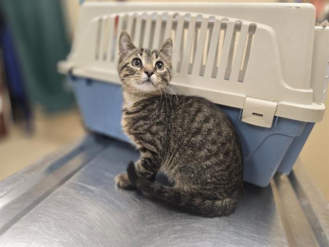 MYSTERY - Domestic Short Hair available for adoption