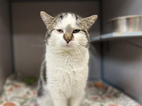 FRITZ - Domestic Short Hair available for adoption