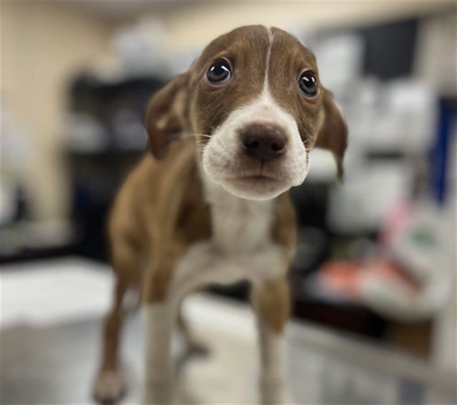 BLUEY - Beagle / Labrador Retriever available for adoption