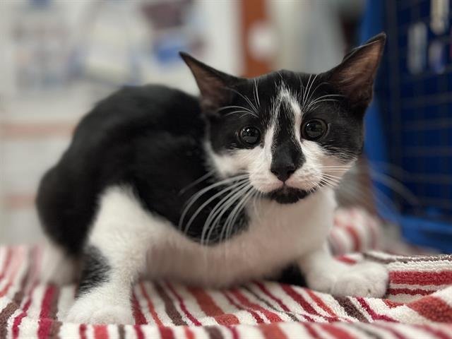 MAGPIE - Domestic Short Hair available for adoption