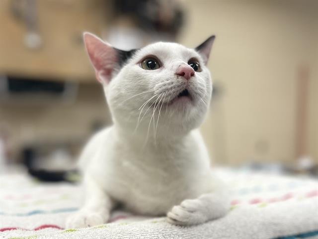 JERSEY - Domestic Short Hair available for adoption