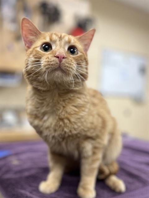 CHIPMUNK - Domestic Short Hair available for adoption