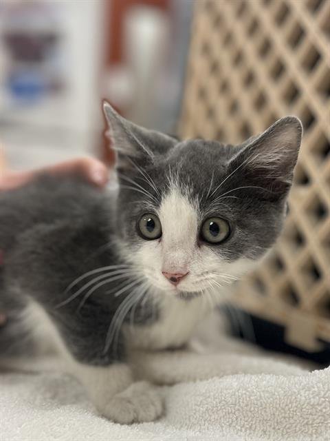 BLANKET - Domestic Short Hair available for adoption