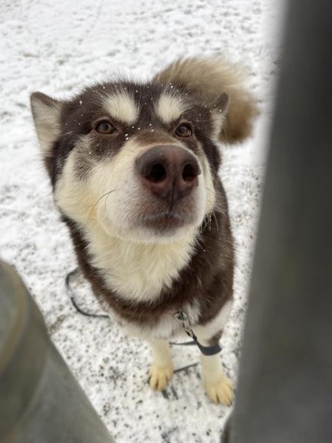 ANNA - Alaskan Malamute available for adoption