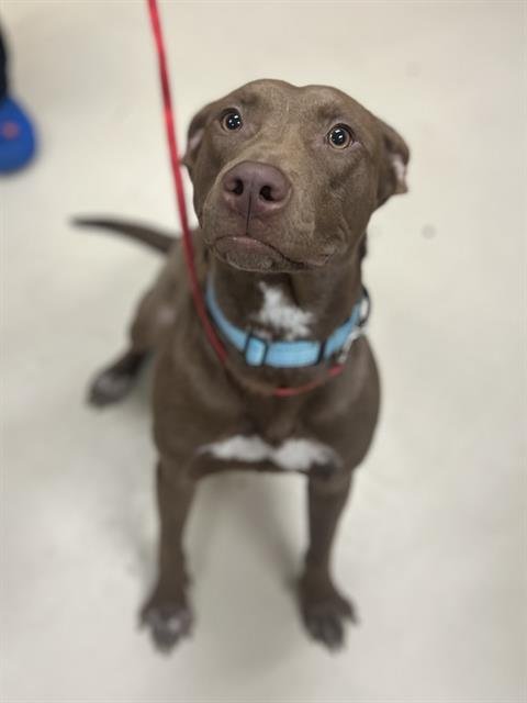 MOCHA - Labrador Retriever available for adoption