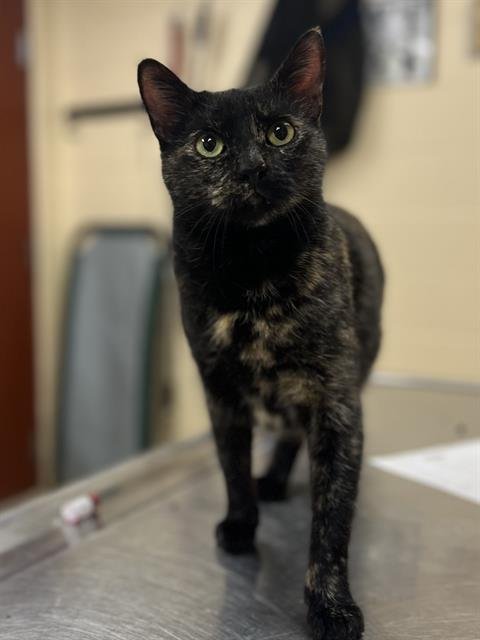 LUCILLE - Domestic Short Hair available for adoption