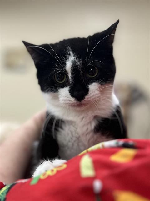 BRONTOSAURUS - Domestic Short Hair available for adoption