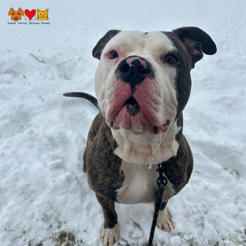 WHOPPER - American Bulldog available for adoption
