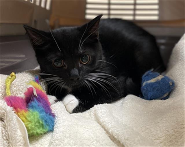 ORIOLE - Domestic Short Hair available for adoption