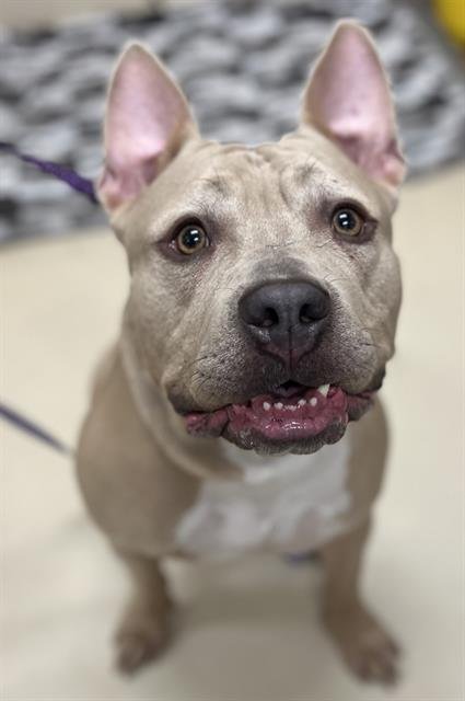 PEPPA - Pit Bull Terrier / Bulldog available for adoption