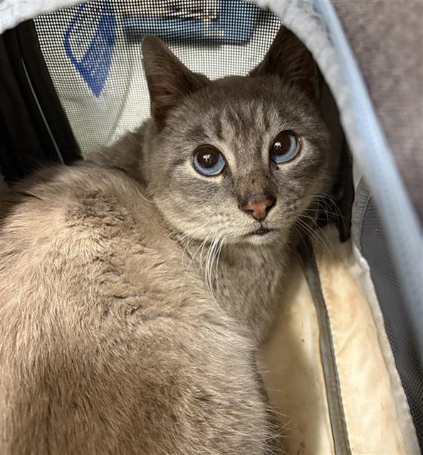 WILFORD - Domestic Short Hair available for adoption