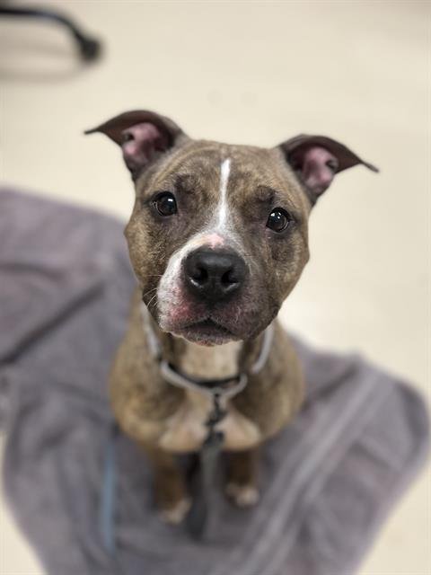 POLLYWOG - Pit Bull Terrier available for adoption