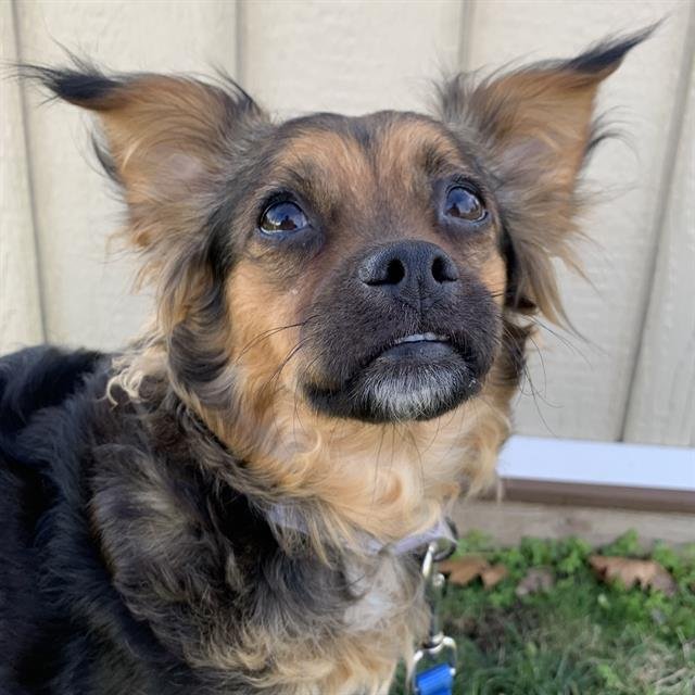 TIC TAC - Chihuahua / Shih Tzu available for adoption