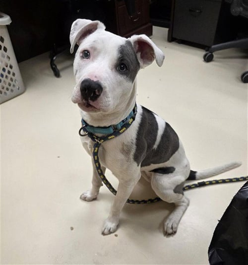 PERIWINKLE - Pit Bull Terrier available for adoption
