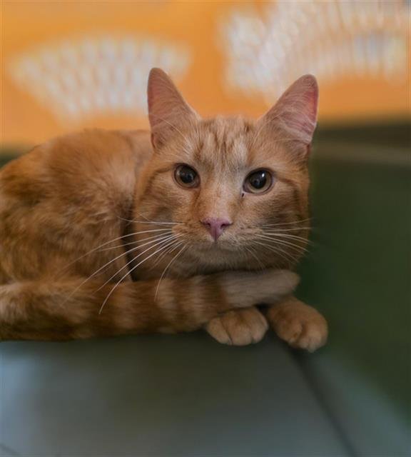 CHIP - Domestic Medium Hair available for adoption