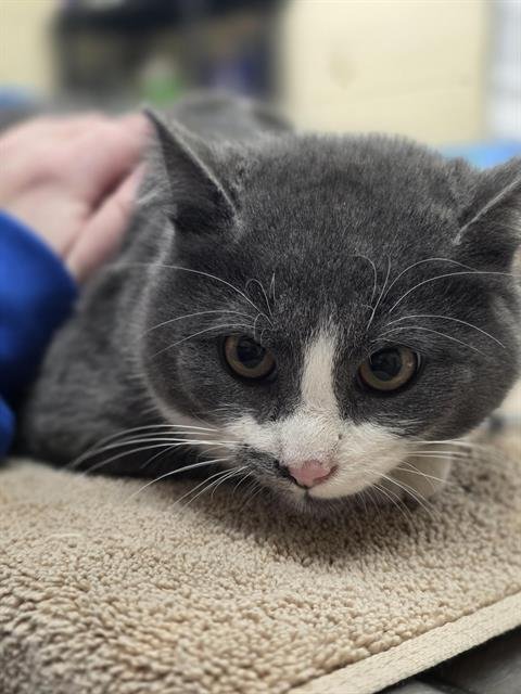 MARCUS - Domestic Short Hair available for adoption